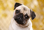 pug portrait