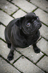 sitting pug