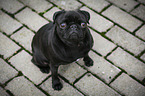 sitting pug