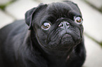 pug portrait