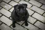 sitting pug