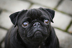 pug portrait