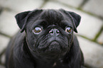 pug portrait