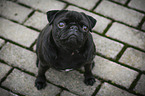 sitting pug