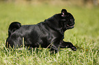 running pug