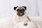 lying pug