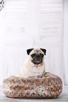 sitting pug