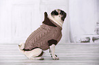 sitting pug