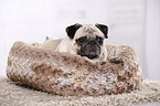 lying pug