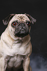 pug portrait