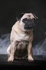 sitting pug