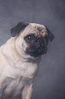 pug portrait