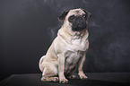 sitting pug