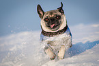 running pug