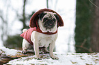 pug at winter