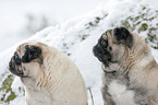 two pugs in snow