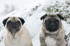 two pugs in snow