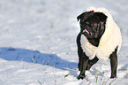 black pug in snow