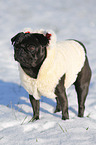 black pug in snow