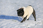 black pug in snow