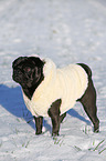 black pug in snow