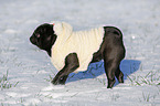 black pug in snow