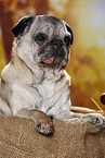 old pug