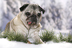 old pug