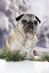 old pug