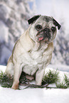 old pug