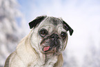 old pug