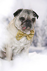old pug