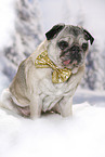 old pug