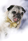 old pug