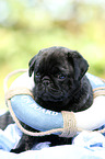 pug puppy