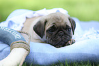 pug puppy