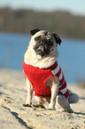 sitting pug