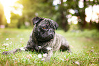 lying pug