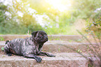 lying pug