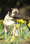 sitting pug