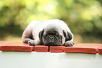 pug puppy