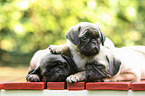 pug puppies