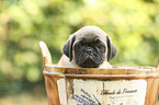 pug puppy