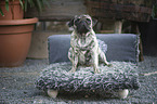 sitting pug