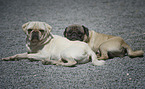 2 pugs