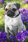 young pug