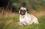 lying Pug