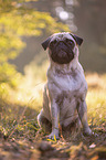 sitting Pug