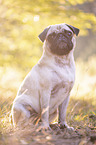 sitting Pug