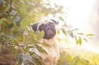 Pug Portrait